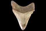 Juvenile Megalodon Tooth - Georgia #91120-1